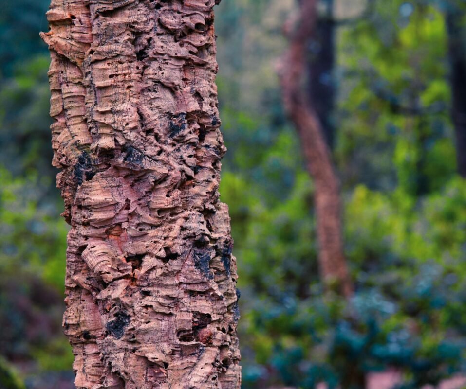 Χονδρική Οικολογικών Προϊόντων