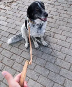 Σετ Βόλτας Κατοικίδιων